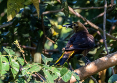 Psarocolius angustifrons