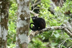 Saguinus fuscicollis