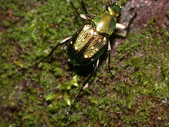 Epitrichius elegans