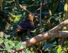 Psarocolius angustifrons