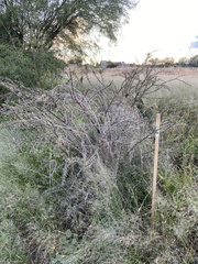 Vachellia schaffneri