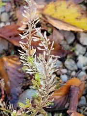 Lepidium densiflorum