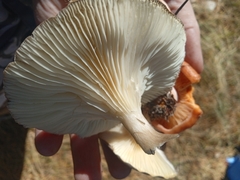 Ampulloclitocybe