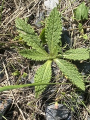 Cirsium pumilum