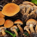 Cystoderma carcharias fallax - Photo (c) Guinberteau Jacques, some rights reserved (CC BY-NC), uploaded by Guinberteau Jacques
