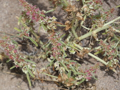Amaranthus fimbriatus