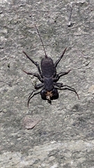 Typopeltis crucifer