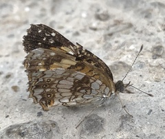 Chlosyne nycteis
