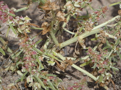 Amaranthus fimbriatus
