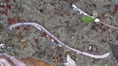 Lumbricus terrestris