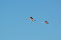 Phoenicopterus chilensis