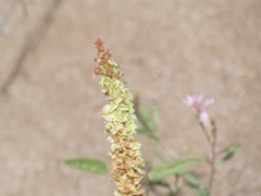 Amaranthus fimbriatus