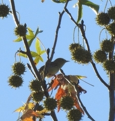 Leiothlypis celata