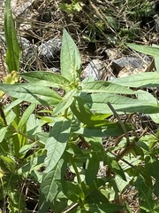 Lysimachia thyrsiflora
