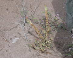 Amaranthus fimbriatus
