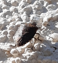 Peribalus strictus vernalis