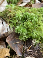 Sphagnum squarrosum