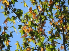 Leiothlypis celata