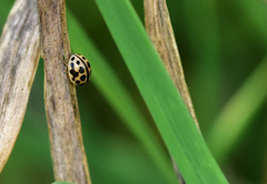 Tytthaspis sedecimpunctata