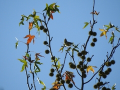 Leiothlypis celata