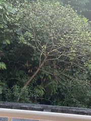 Ficus hispida