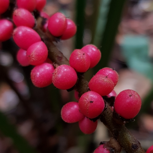 Image of Licuala ferruginea by (c) pbsg, some rights reserved (CC BY)