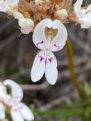 Stylidium crossocephalum