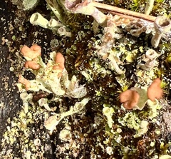 Cladonia gracilis