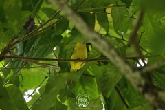 Aegithina lafresnayei