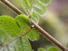 Cyclogramma omeiensis