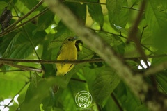 Aegithina lafresnayei