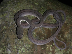 Xenodermus javanicus