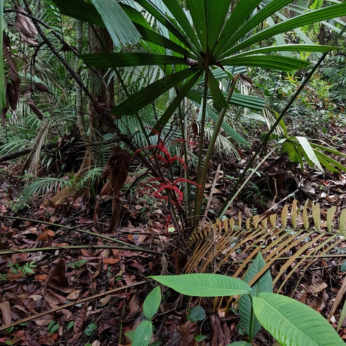 Image of Licuala ferruginea by (c) pbsg, some rights reserved (CC BY)