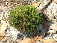Selaginella corallina