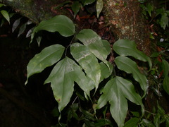 Cyrtomium taiwanianum