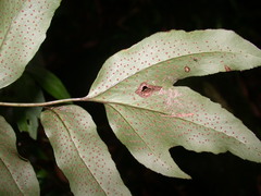 Cyrtomium taiwanianum