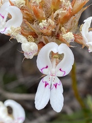 Stylidium crossocephalum