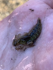 Gomphidae