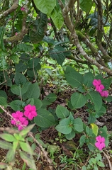Impatiens walleriana
