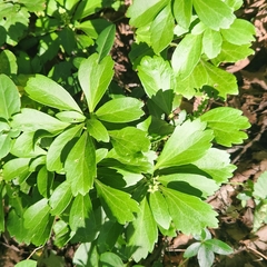 Pachysandra terminalis