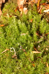 Mnium hornum