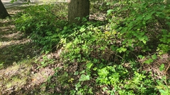 Pachysandra terminalis