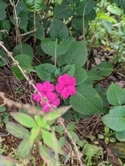 Impatiens walleriana