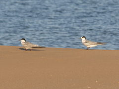 Sterna hirundo
