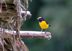 Euphonia xanthogaster