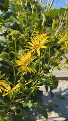 Silphium perfoliatum