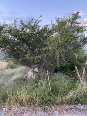 Vachellia schaffneri