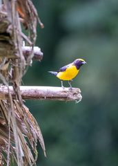 Euphonia xanthogaster