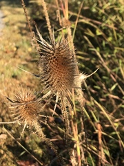 Dipsacus
