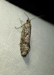 Retinia gemistrigulana